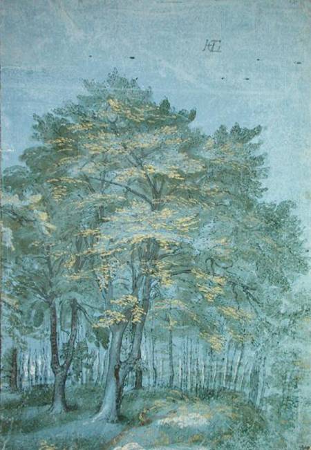 Group of Trees in a Wood a Hendrick Goltzius