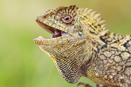 Dragon forest lizard