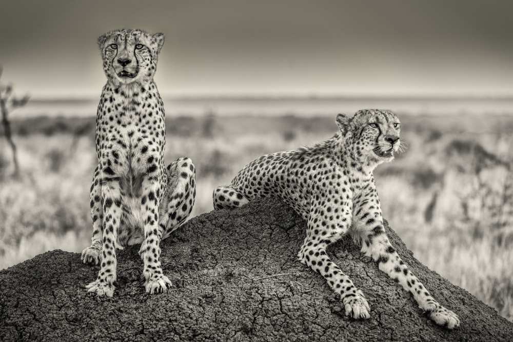 Two Cheetahs watching out a Henrike Scheid