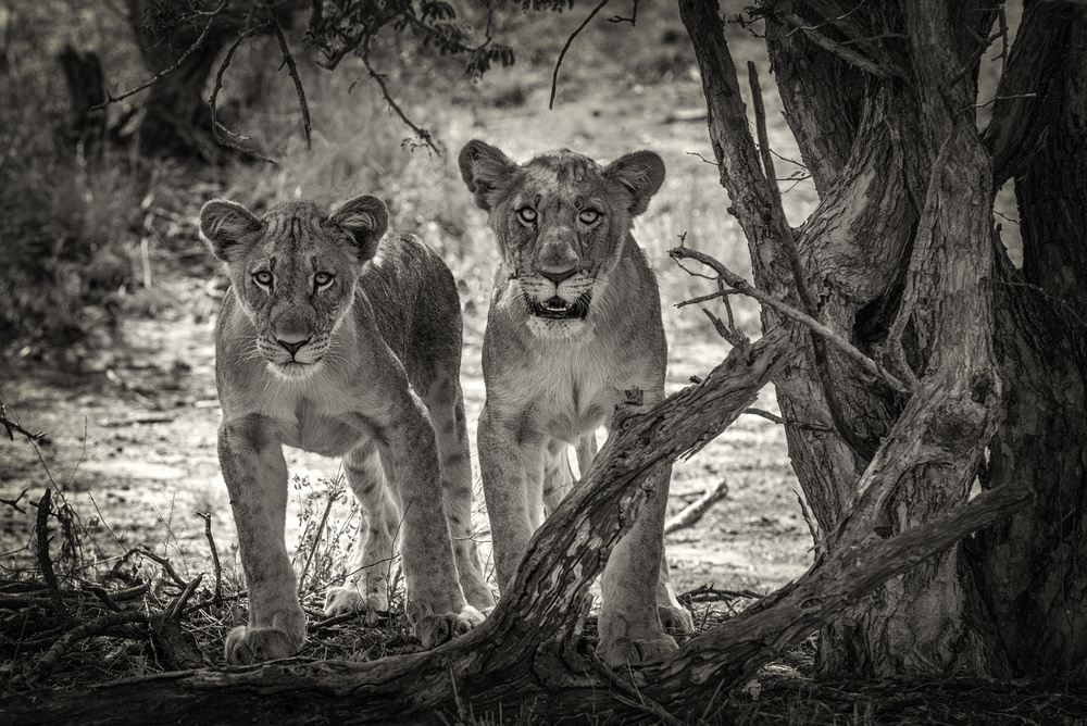 Two young lions a Henrike Scheid