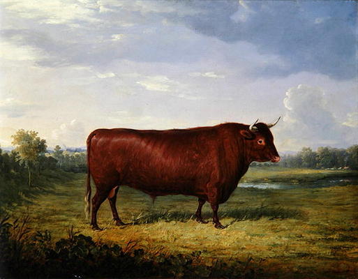 Portrait of a Brown Bull, 1834 (oil on canvas) a Henry Calvert