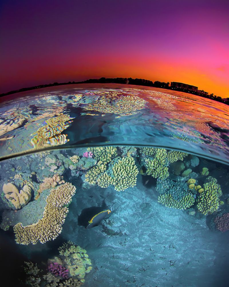 Dusk at the Red Sea Reef a Henry Jager