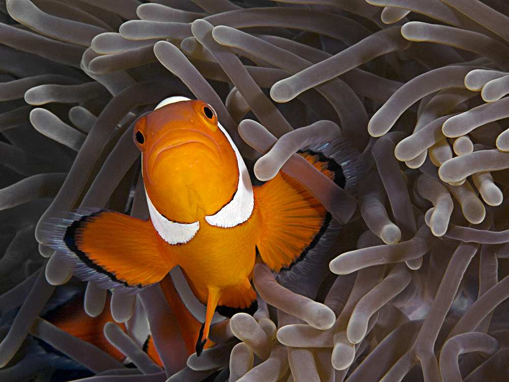 Anemonefish a Henry Jager