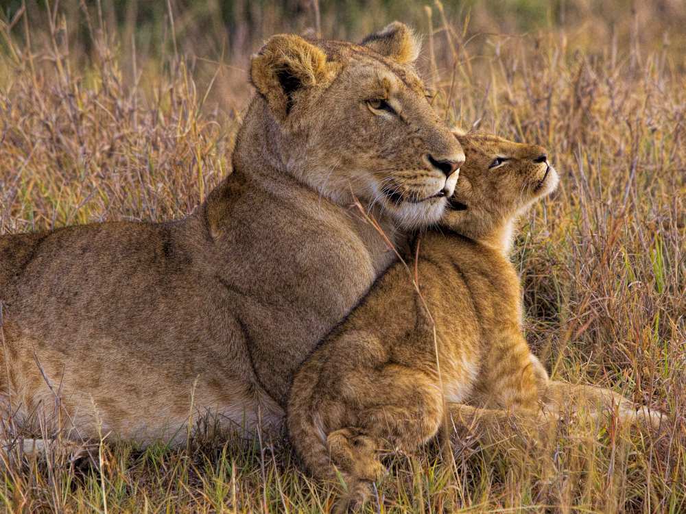 Baby Lion with Mother a Henry Jager