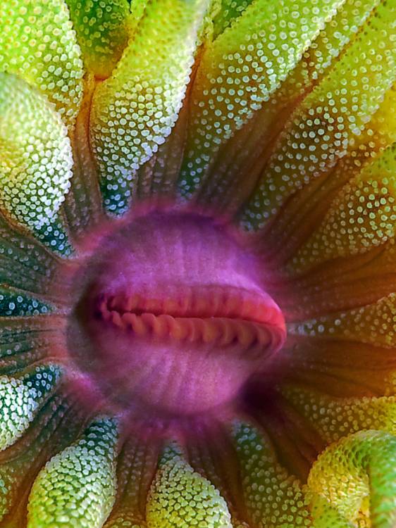 Cup Coral Portrait a Henry Jager