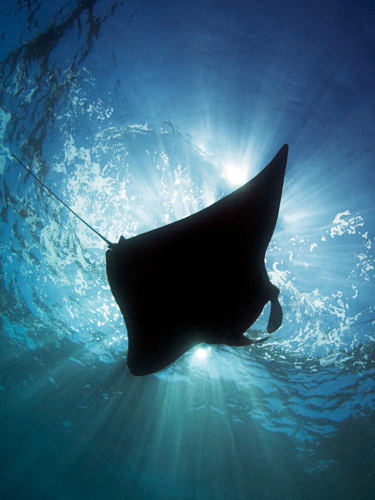 Manta Silhouette a Henry Jager