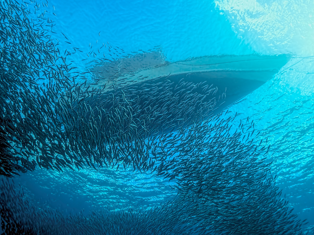 Sardines under the Boat a Henry Jager