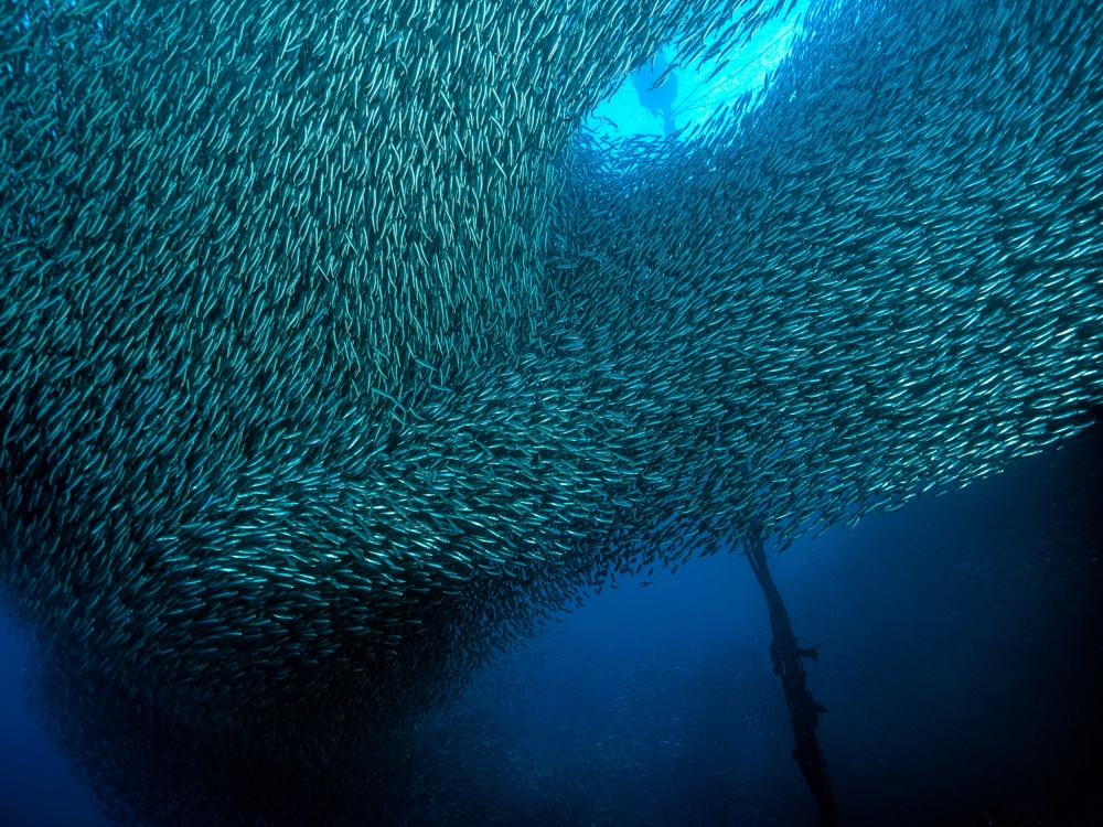 School of Sardines a Henry Jager