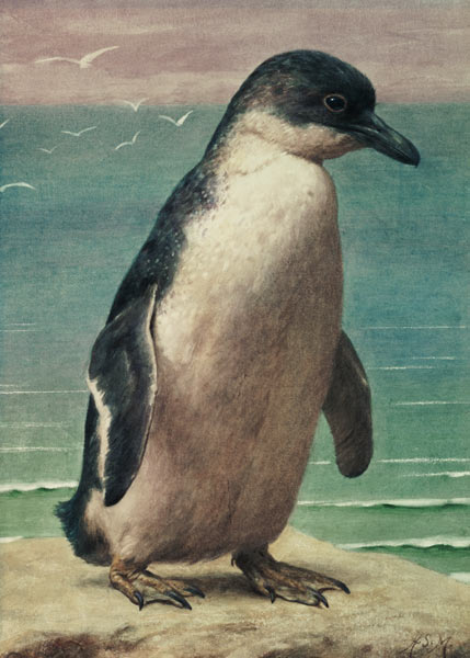 Study of a Penguin a Henry Stacey Marks