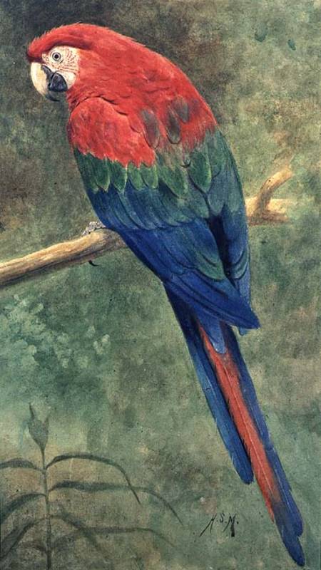 Red and Blue Macaw (w/c heightened with white on paper) a Henry Stacey Marks