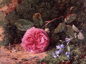 Pink Rose on a Mossy Bank