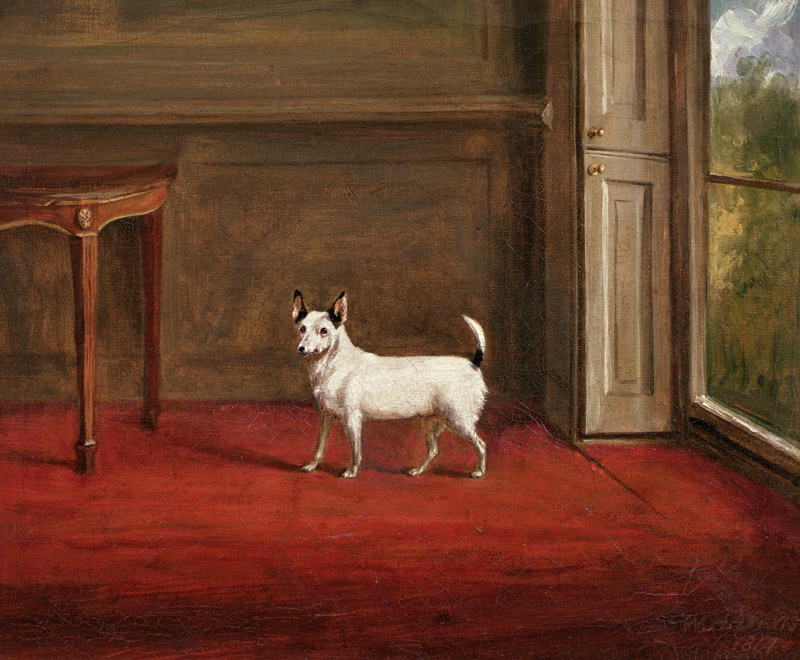 Portrait of a Jack Russell Terrier (in Regency Interior) a Henry William Banks Davis
