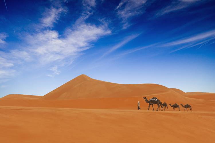 Desert Life .. a Hesham Alhumaid
