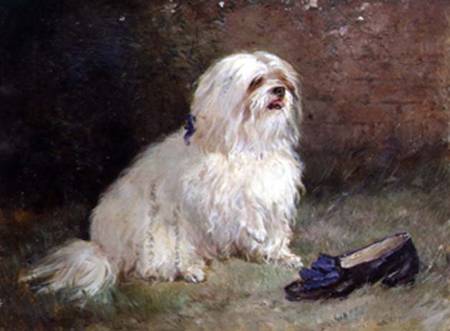 A Maltese Terrier a Heywood Hardy