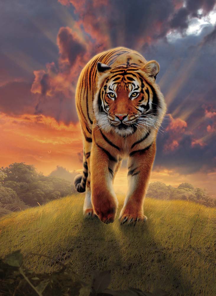 Rising Tiger a Vincent Hie