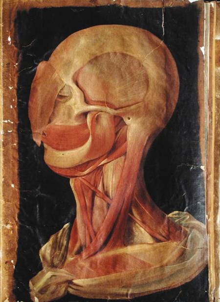 Anatomical drawing of the human head a Hieronymus Fabricius ab Aquapendente