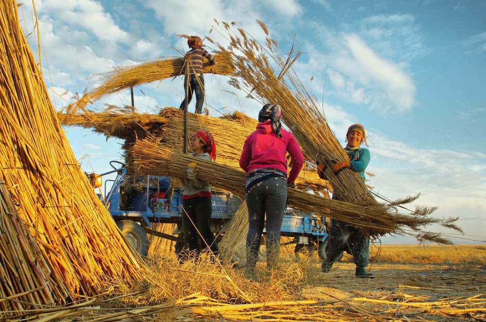 Reed Harvest a Hilmi Ayhan