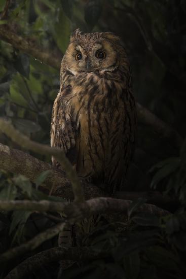 Resting on a tree