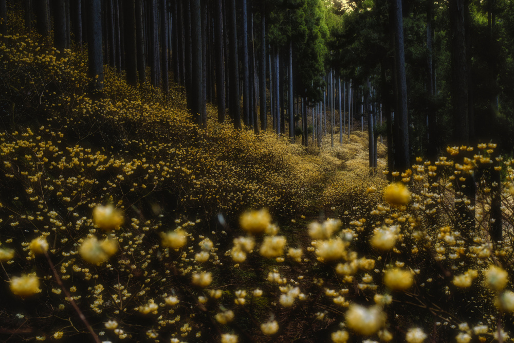 Golden forest (”Mitsumata” in full bloom) a HITOSHI YAMADA