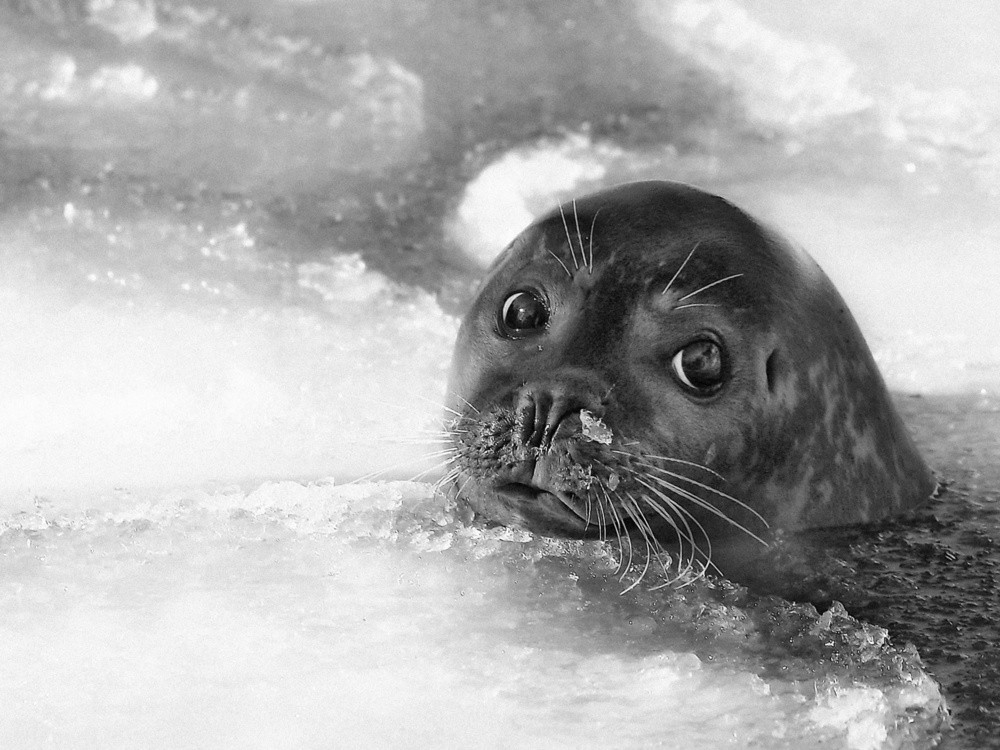 young seal a Holger Droste