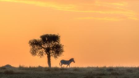 A tree and a Zebra