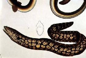 Moray Eel, Pl.87 from "Naturgeschichte und Abbildung der Fische", 1836