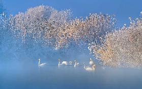 Blue Swan Lake