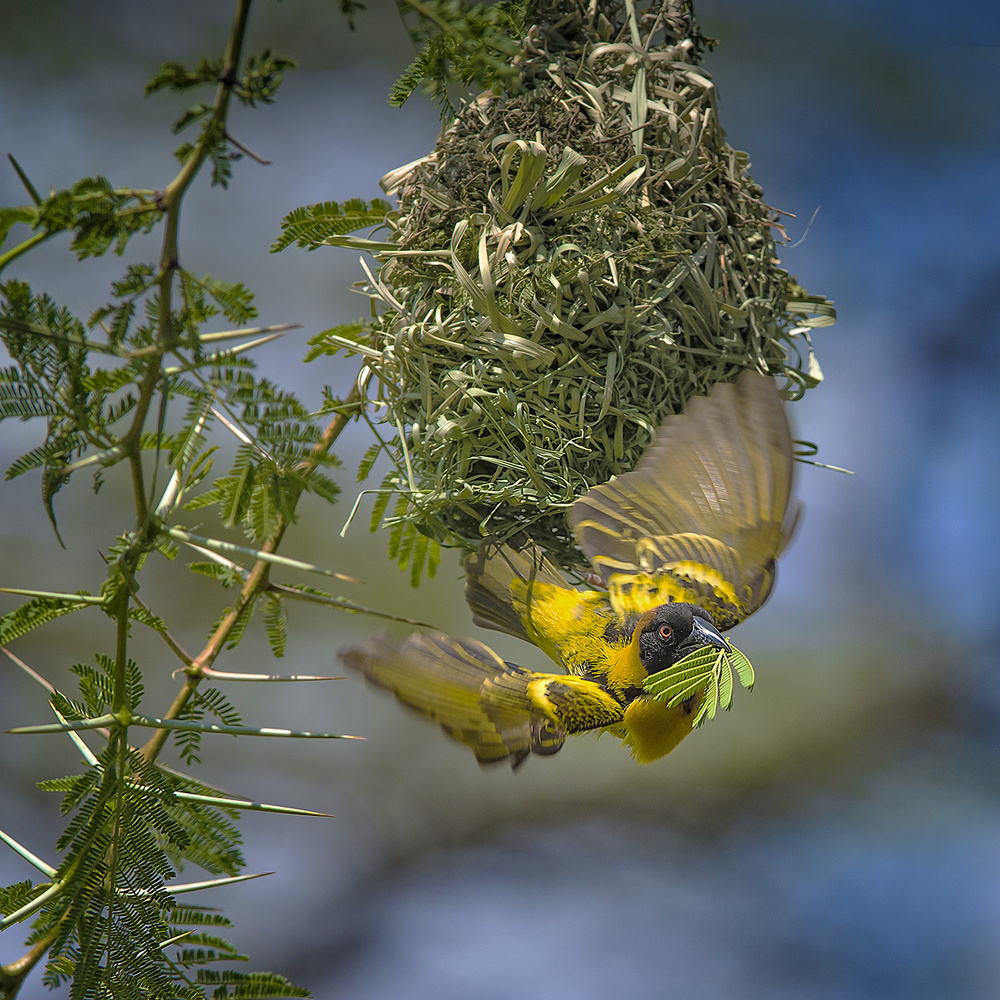 Yellow Weaver Finch a Hua Zhu