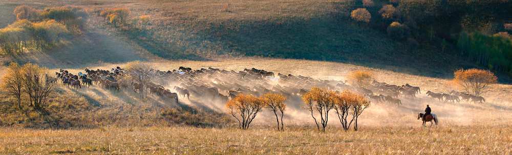 Horses a Hua Zhu