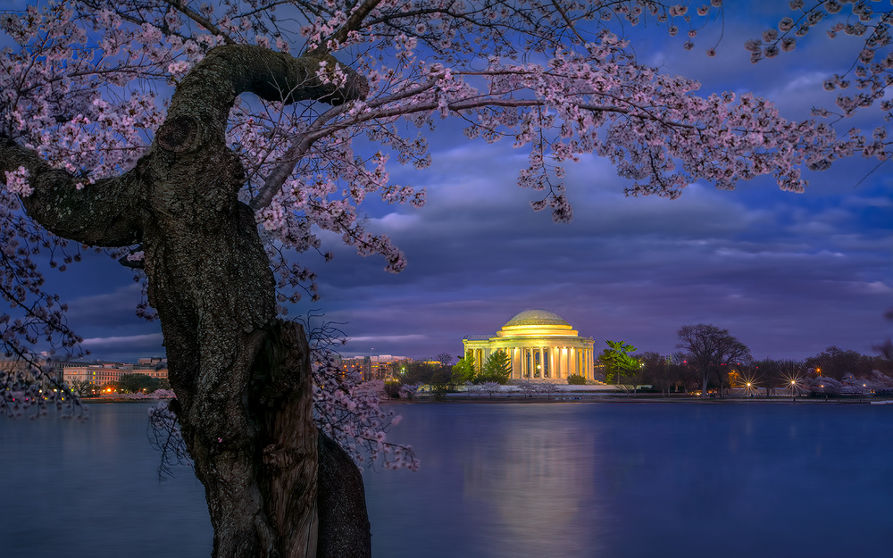 Cherry blossoms around the Jefferson Memorial a Hua Zhu