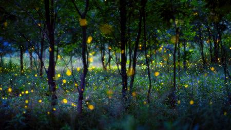 Magic fireflies