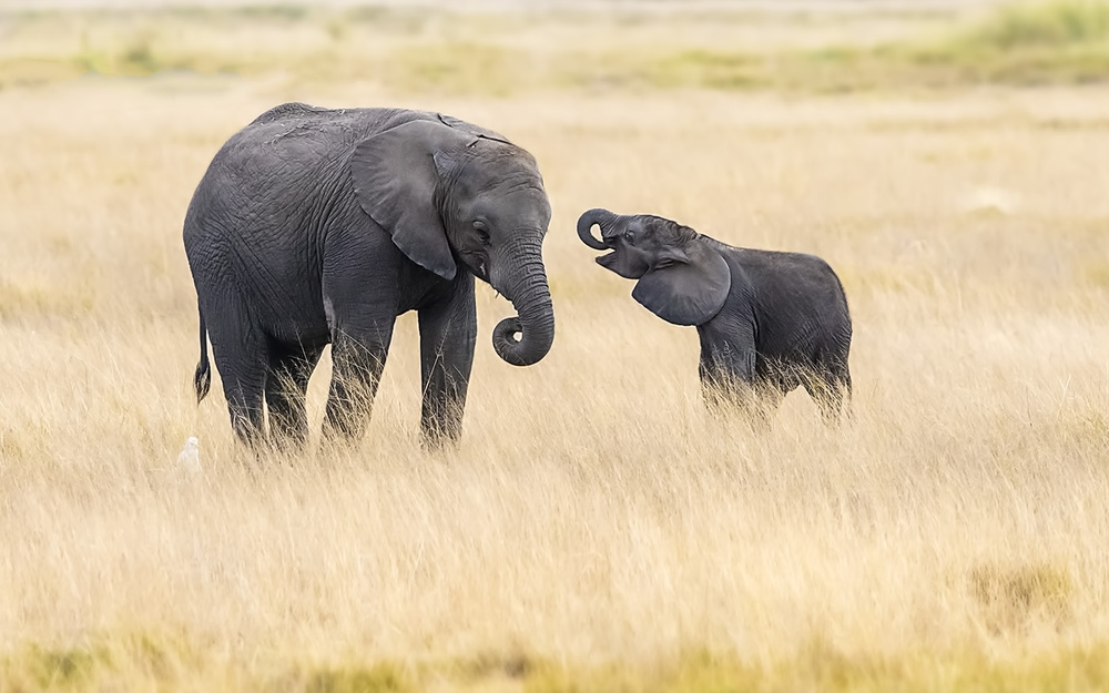 Mother and baby elephants a Hua Zhu