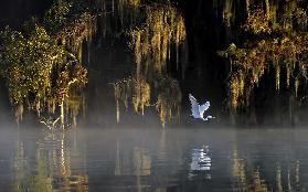 Egret