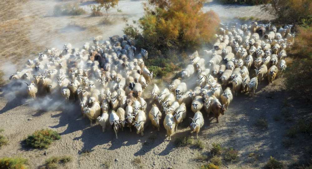 Sheep a Hua Zhu