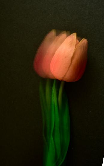 Vermilion tulip