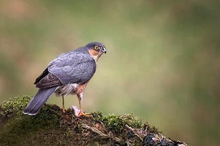 Adult Wild Sparrowhawk