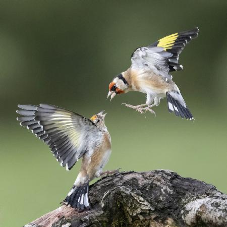 Goldfinches. &quot;Dont talk down to Me &quot;