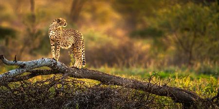 A cheetah standing on the dry tree
