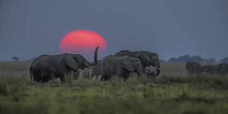 Elephant party under sunset