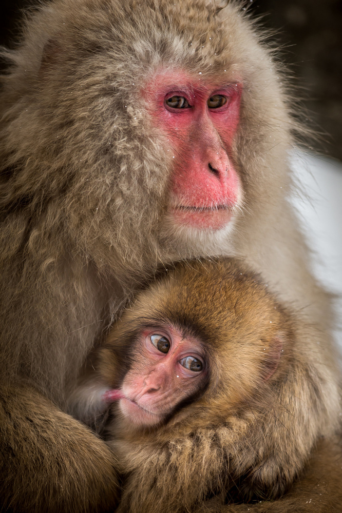Curious baby monkey a Hung Tsui