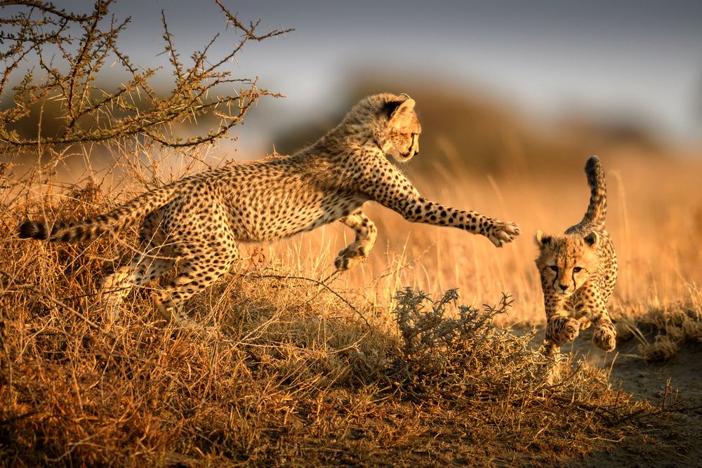 Two cheetahs in the morning light a Hung Tsui