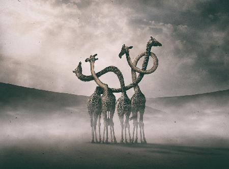 Giraffes Embracing