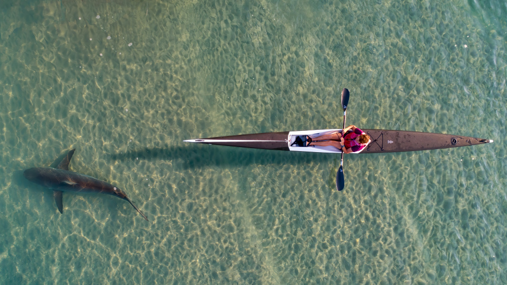 shark kayaking a Ido Meirovich