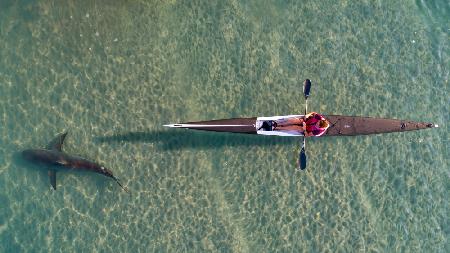 shark kayaking