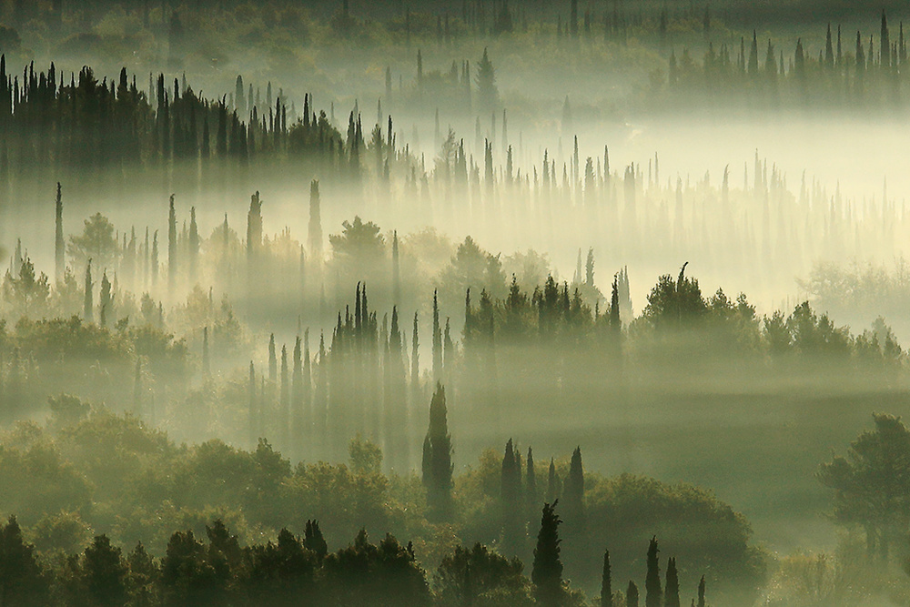 Morning in the Cypress land a Igor Brautovic