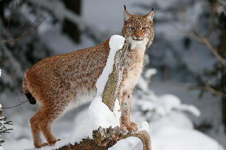 Lynx