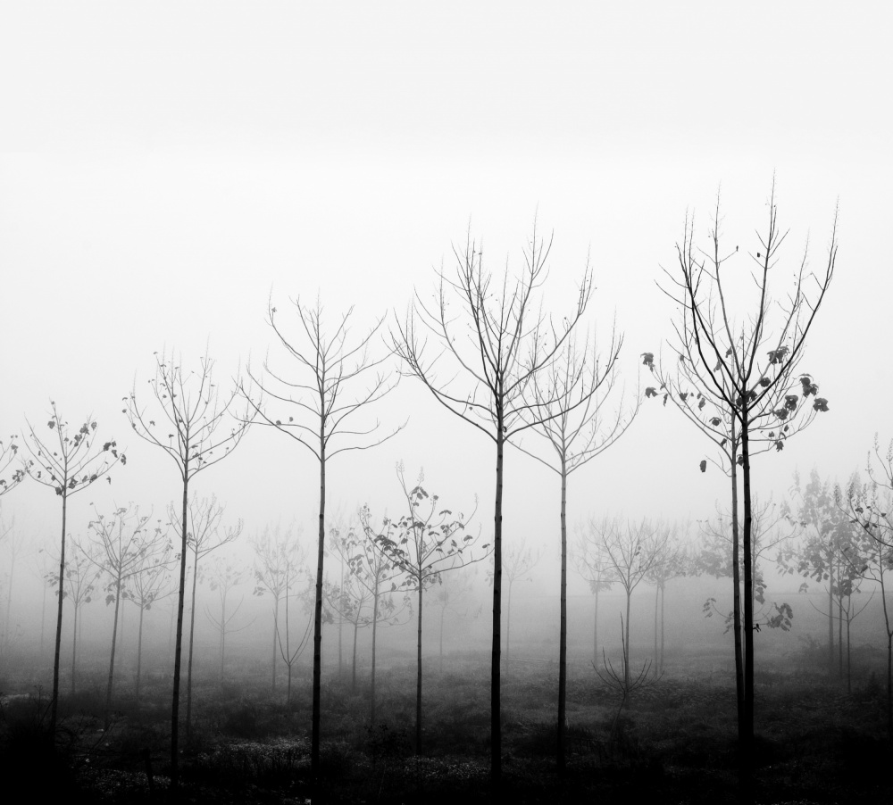 foggy day a Ilan Amihai