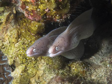 2 Moray Eels