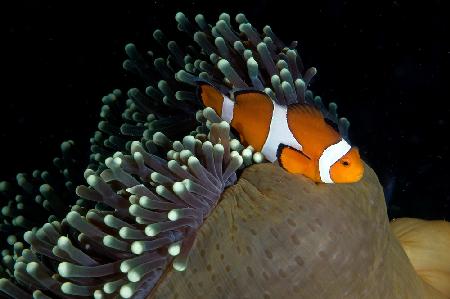 Clownfish