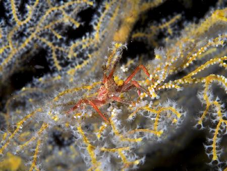 Decorator Crab